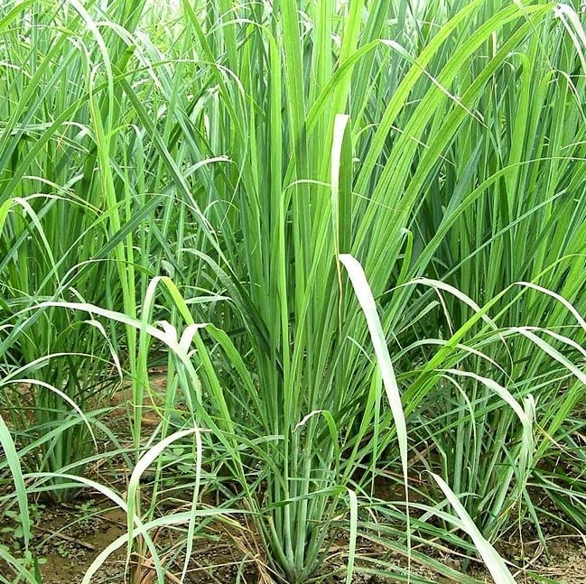 green lemongrass