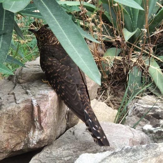 an Indian Cuckoo bird in a forest
